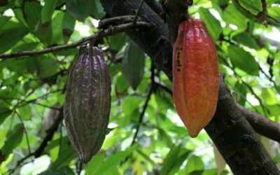 Cacao Fruits