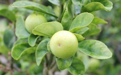 Calamansi