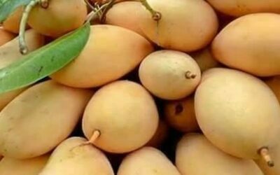 Philippine Mangoes